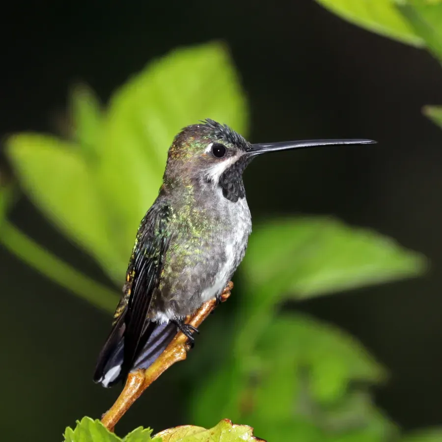 File:Long-billed startthroat (Heliomaster longirostris longirostris).jpg