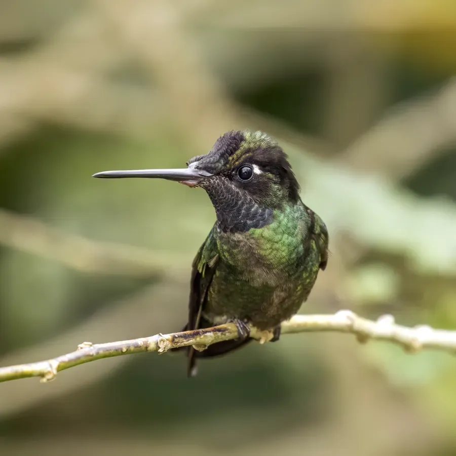 File:Talamanca hummingbird (Eugenes spectabilis) male 3.jpg