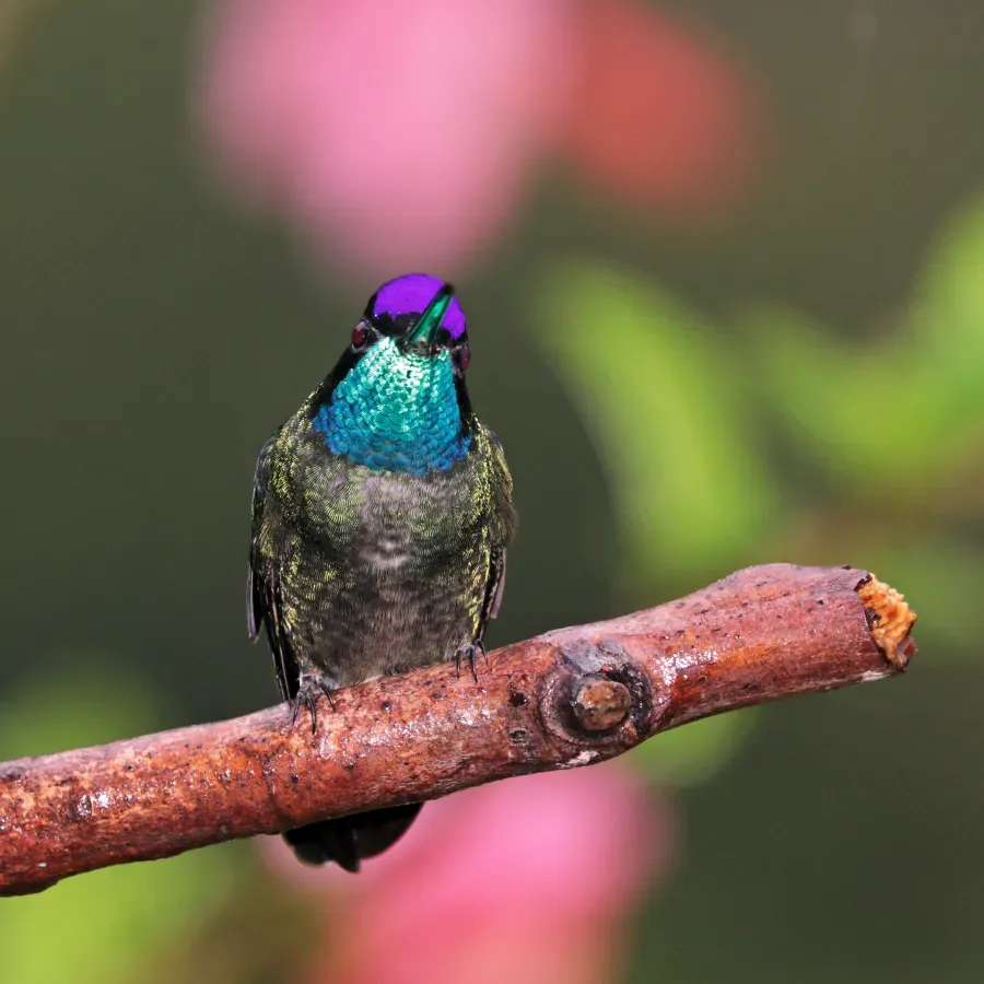File:Talamanca hummingbird (Eugenes spectabilis) male 2.jpg