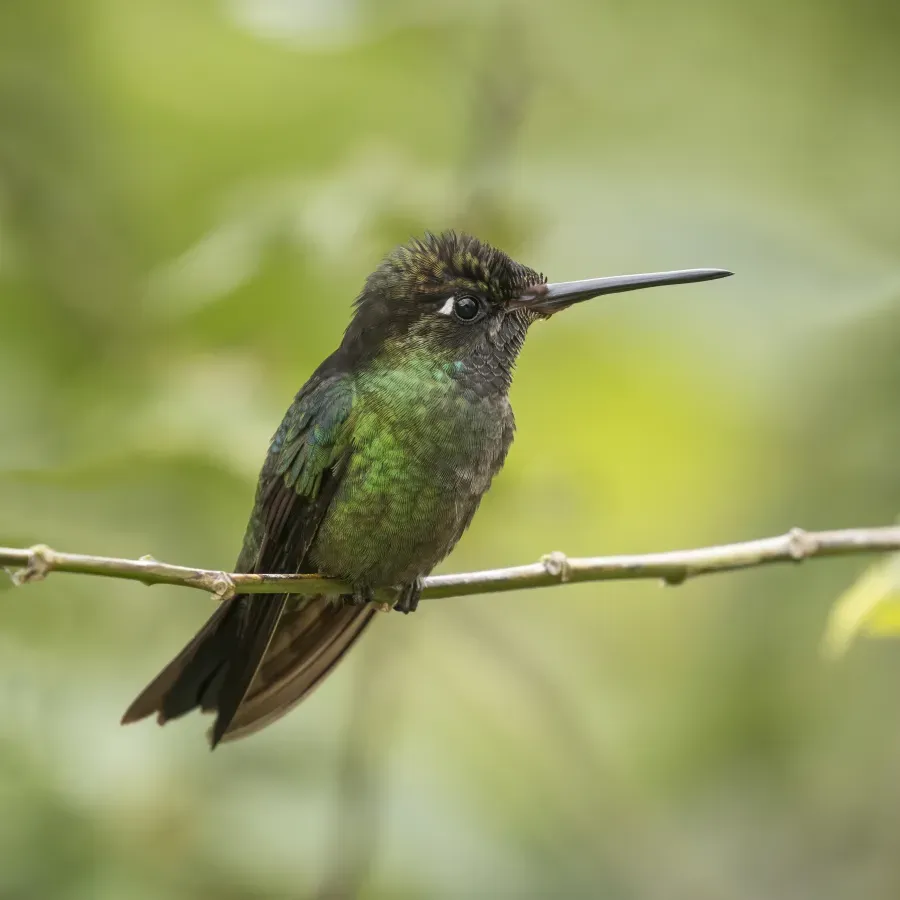 File:Talamanca hummingbird (Eugenes spectabilis) male.jpg