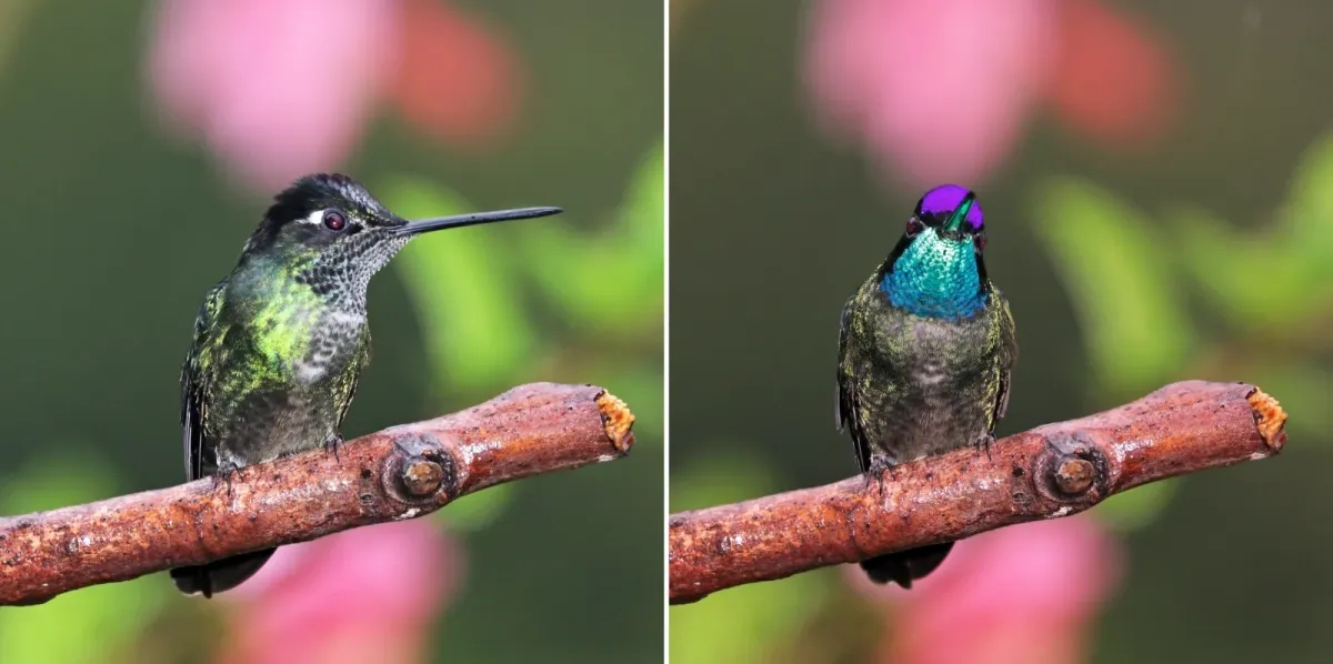 File:Talamanca hummingbird (Eugenes spectabilis) male composite.jpg