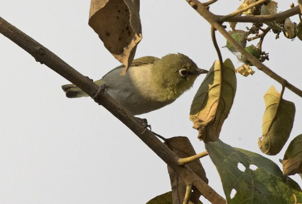 File:White-breasted White-eye ( Zosterops abyssinicus) (17737048951) (cropped).jpg