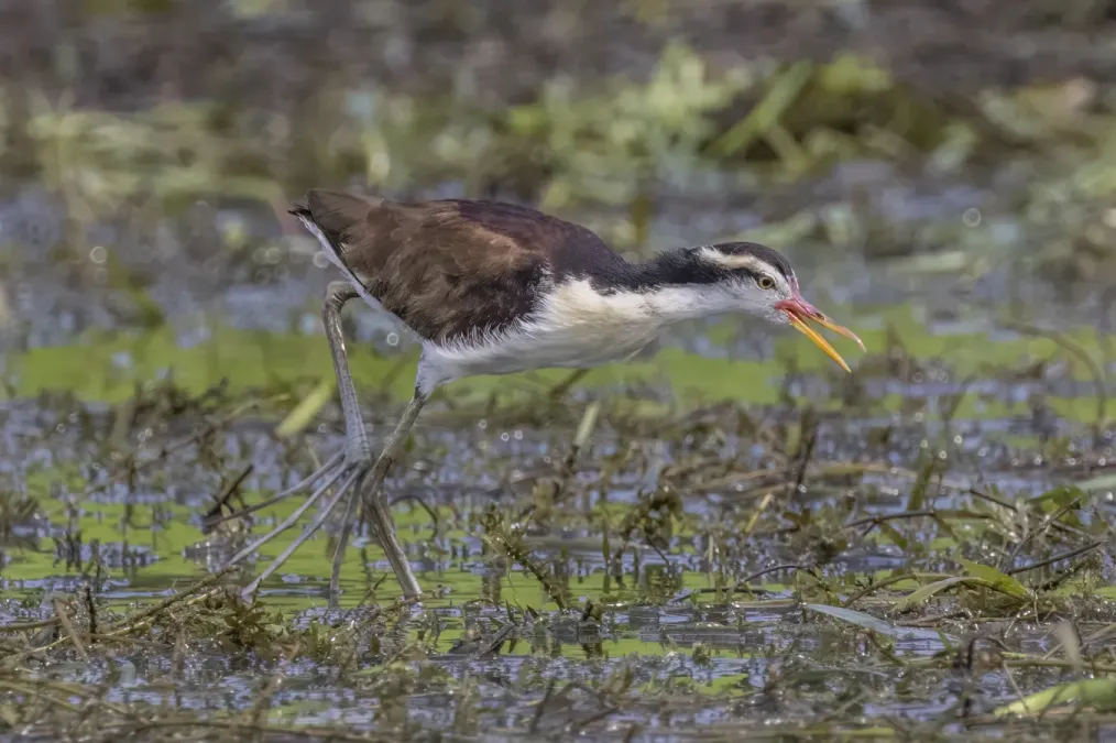 File:Wattled jacana (Jacana jacana hypomelaena) immature.jpg