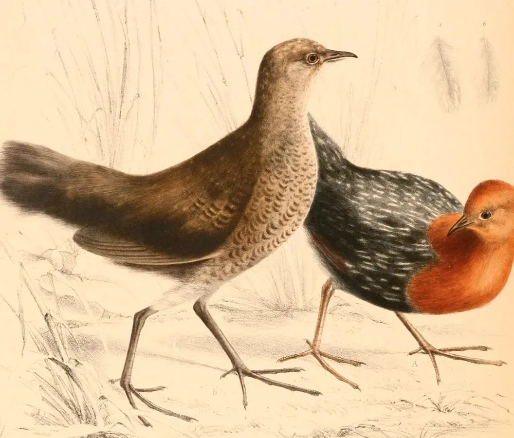 File:Sarothrura rufa rufa 1838 (cropped).jpg