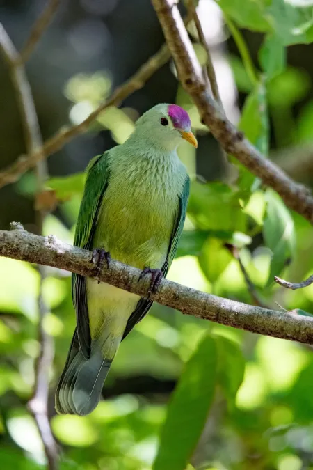 File:Ptilinopus chalcurus imported from iNaturalist photo 17248691 on 23 July 2019.jpg