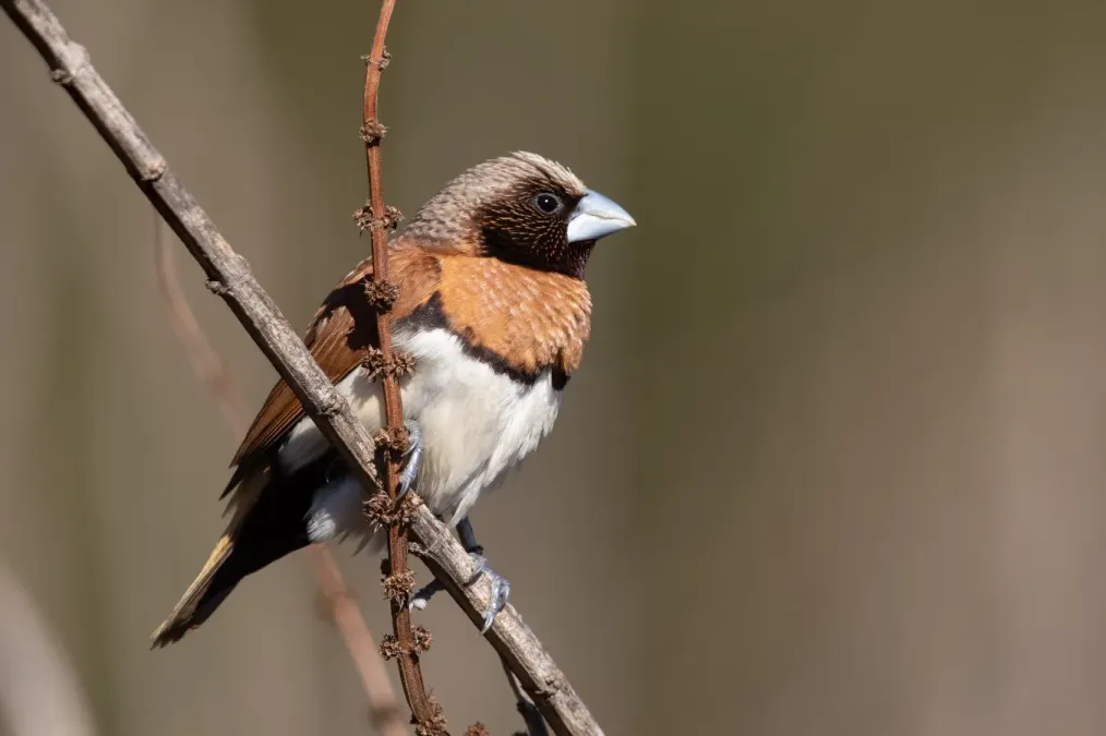 File:Lonchura castaneothorax - Bushells Lagoon.jpg