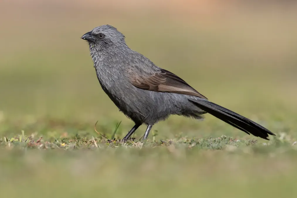 File:Struthidea cinerea 3 - Pinegrove Memorial Park.jpg