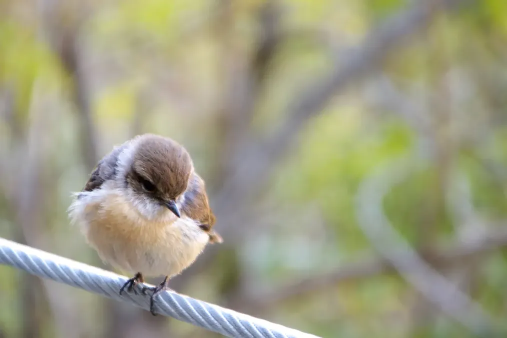 File:Saxicola Tectes, La Réunion 02.jpg