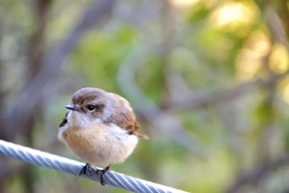 File:Saxicola Tectes, La Réunion 01.jpg