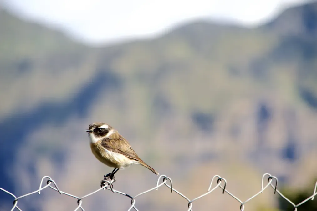 File:Saxicola Tectes, Male, La Réunion 01.jpg