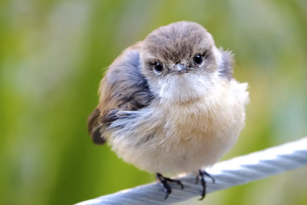 File:Saxicola Tectes, La Réunion 03.jpg
