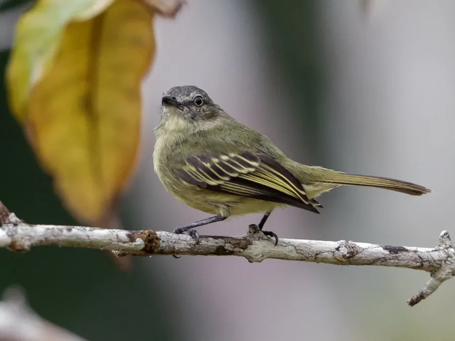 File:Zimmerius gracilipes - Slender-footed Tyrannulet; Manacapuru, Amazonas, Brazil.jpg