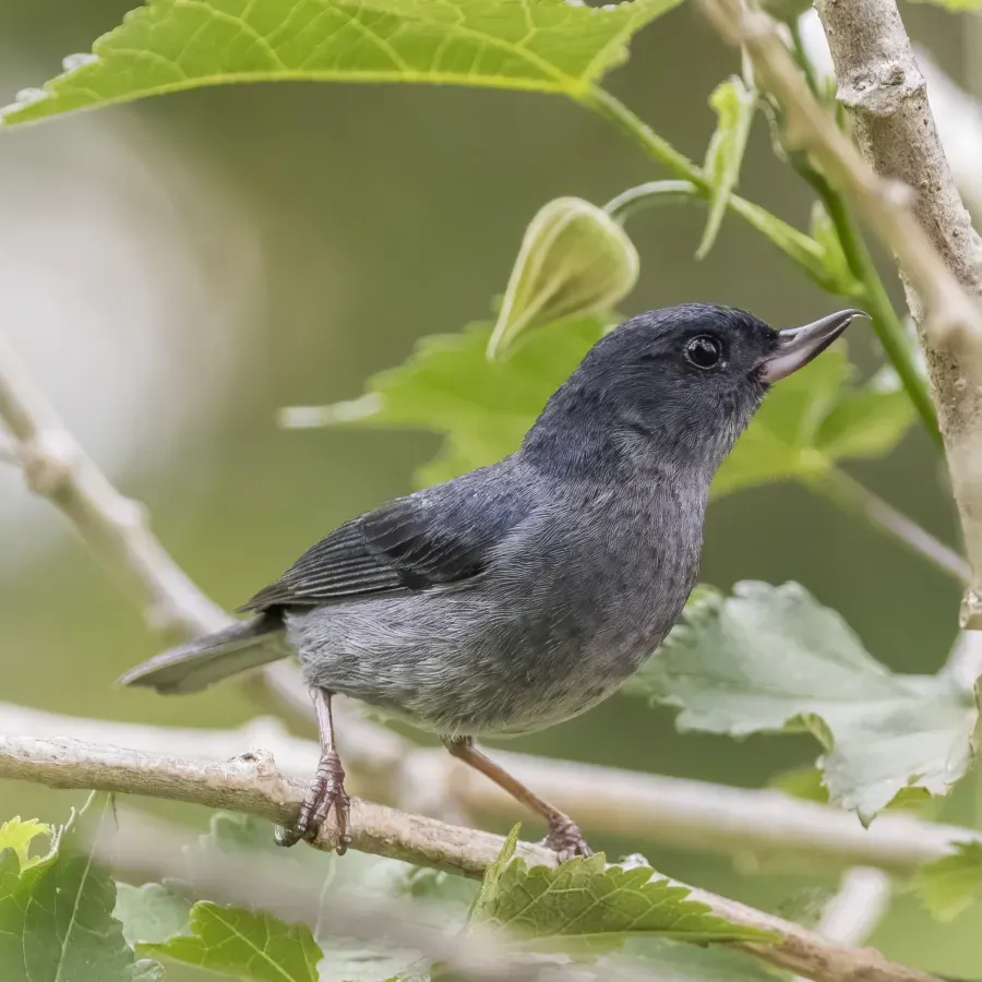 File:Slaty flowerpiercer (Diglossa plumbea) male.jpg
