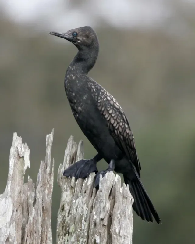 File:Indian Cormorant (Phalacrocorax fuscicollis).jpg