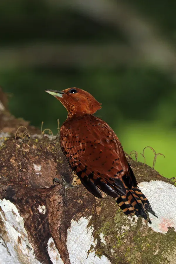 File:Cinnamon woodpecker (Celeus loricatus mentalis) female.jpg