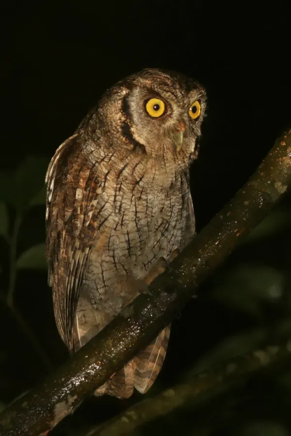 File:Tropical screech owl (Megascops choliba luctisomus).jpg