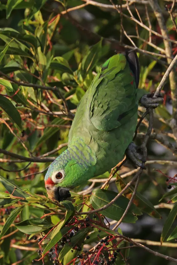 File:Red-lored parrot (Amazona autumnalis salvini) feeding.jpg