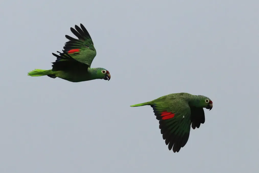 File:Red-lored parrots (Amazona autumnalis salvini) in flight.jpg
