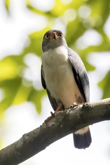 File:Semiplumbeous hawk (Leucopternis semiplumbeus).jpg
