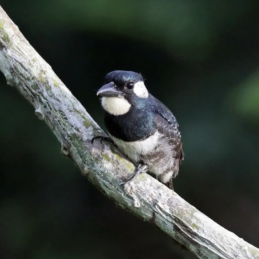 File:Black-breasted puffbird (Notharchus pectoralis).jpg
