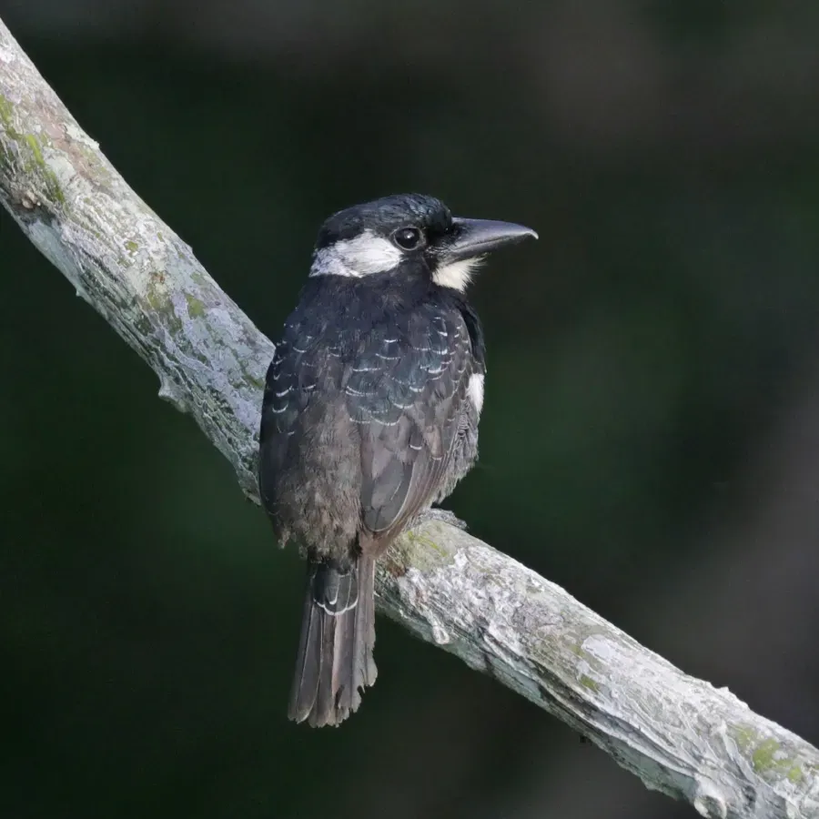 File:Black-breasted puffbird (Notharchus pectoralis) 2.jpg