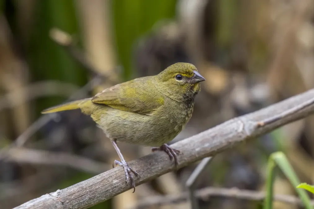 File:Yellow-faced grassquit (Tiaris olivaceus pucillus) immature male.jpg