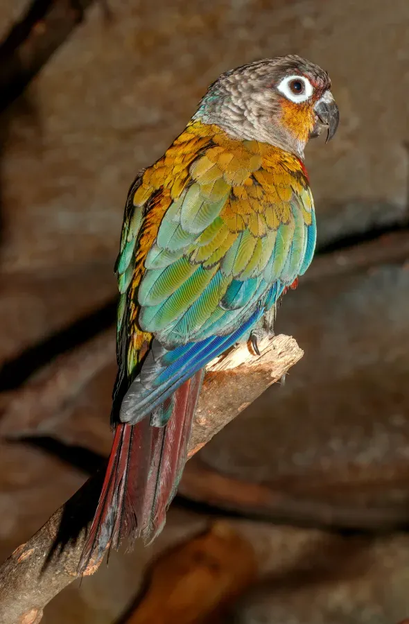 File:Pyrrhura perlata - Karlsruhe Zoo 01.jpg