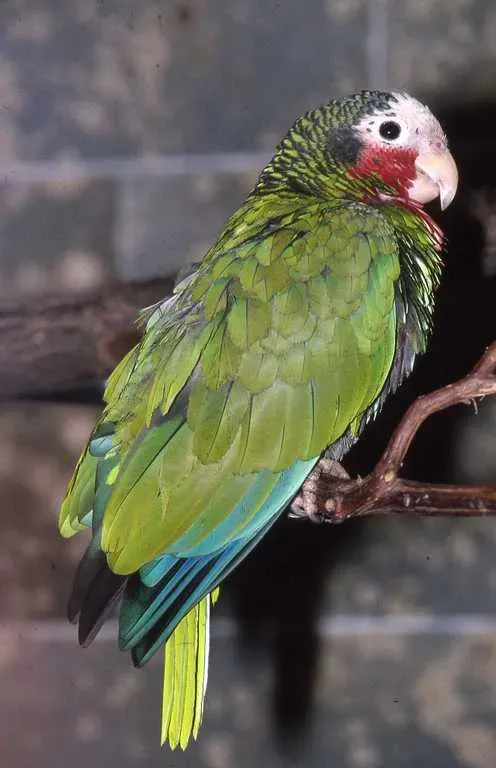 File:Captive Amazona leucocephala (Cuban).jpg