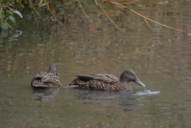 File:Two Anas melleri swimming.jpg