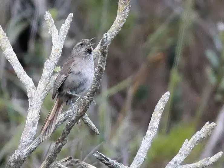 File:Cipó Canastero (Asthenes luizae) cropped.jpg