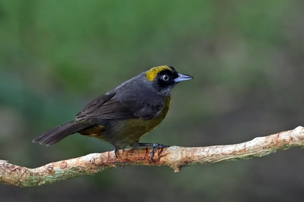 File:Dusky-faced tanager (Mitrospingus cassinii cassinii).jpg