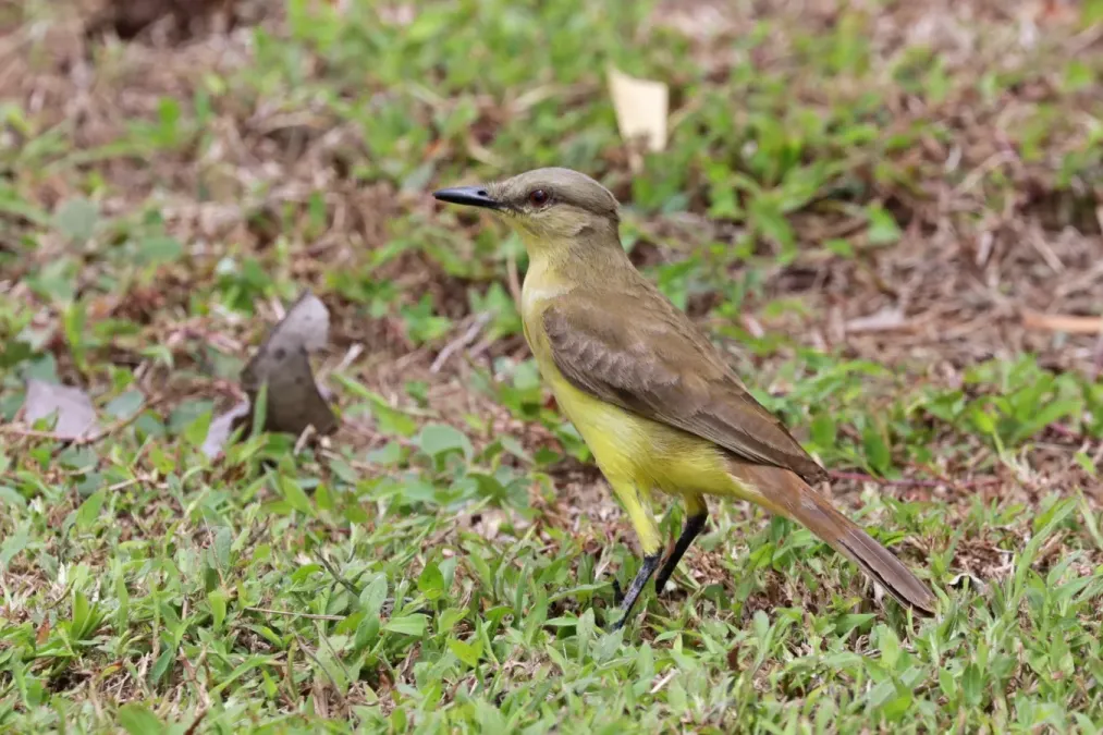 File:Cattle tyrant (Machetornis rixosa flavigularis).jpg