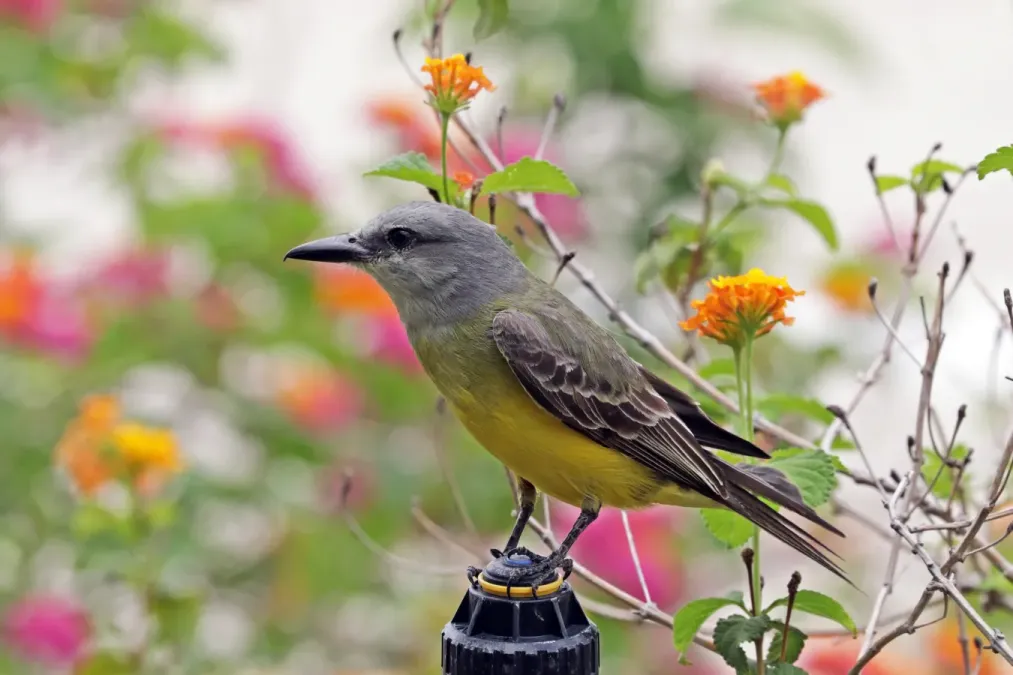 File:Tropical kingbird (Tyrannus melancholicus satrapa).jpg