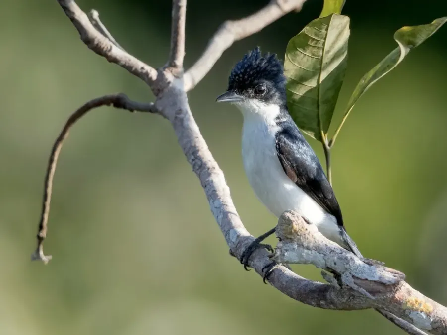 File:Pachyramphus surinamus - Glossy-backed Becard male; Botanic Garden Tower, Manaus, Amazonas, Brazil.jpg