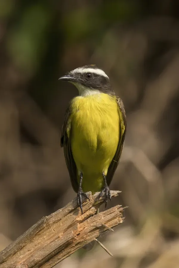 File:Rusty-margined flycatcher (Myiozetetes cayanensis hellmayri).jpg
