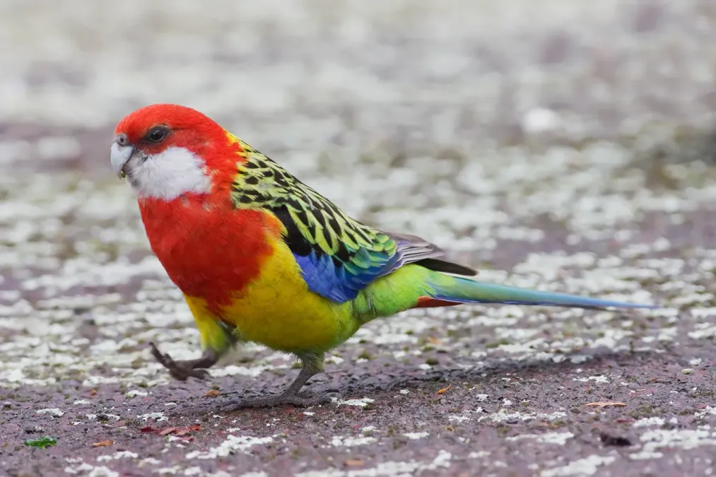 File:Platycercus eximius diemenensis.jpg