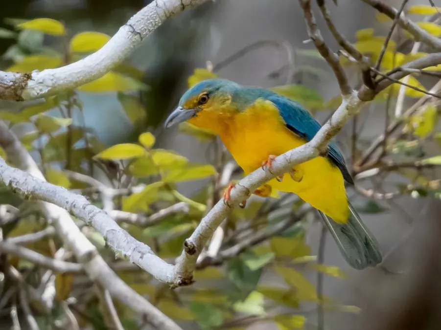 File:Cyanicterus cyanicterus - Blue-backed Tanager (female); Ramal do Pau Rosa, Manaus, Amazonas, Brazil.jpg