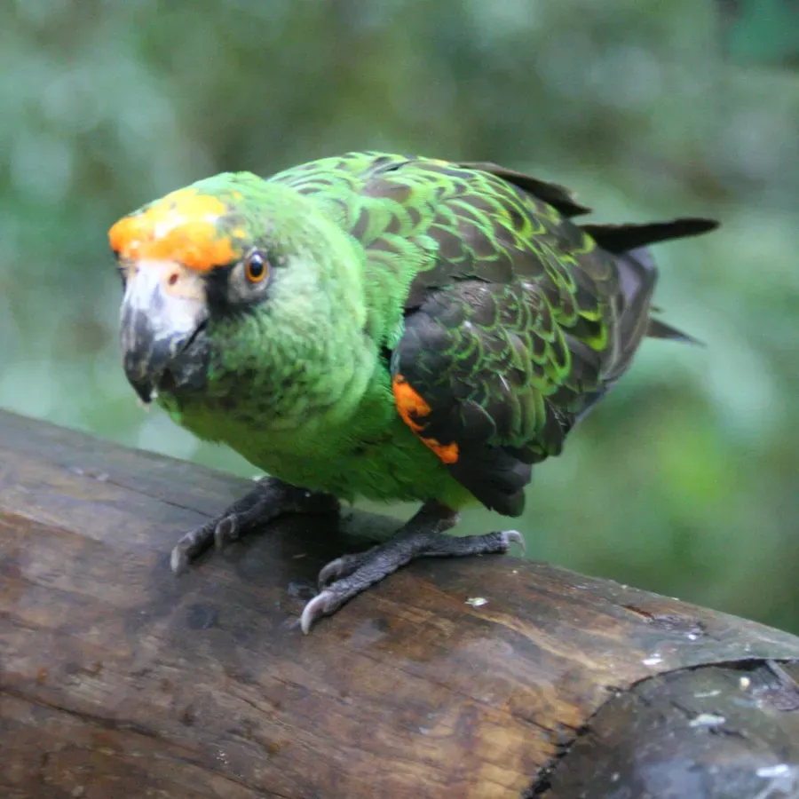File:Poicephalus gulielmi -Birds of Eden -South Africa-8a-3c.jpg