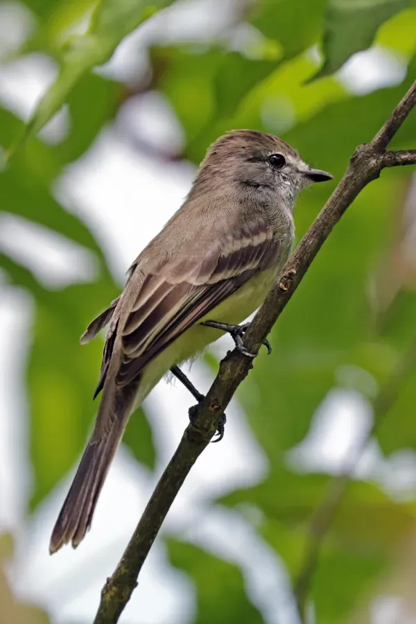 File:Lesser elaenia (Elaenia chiriquensis chiriquensis).jpg