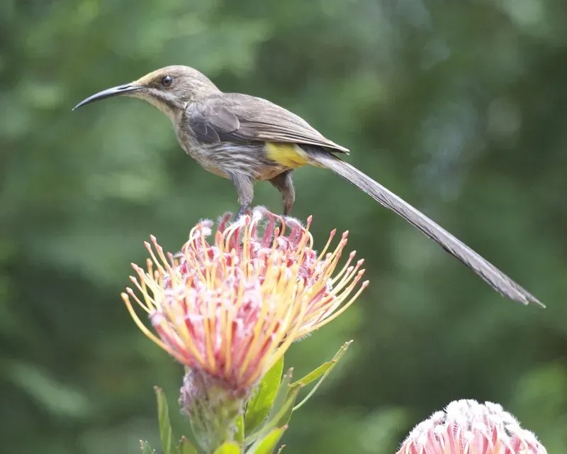 File:Cape Sugarbird (Promerops cafer) 2.jpg