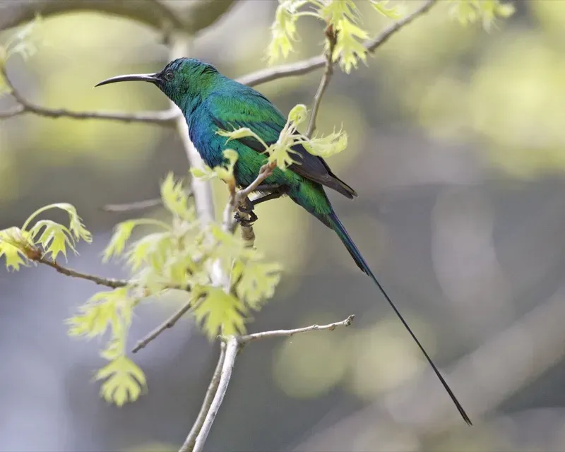 File:Malachite Sunbird (Nectarinia famosa) 2.jpg