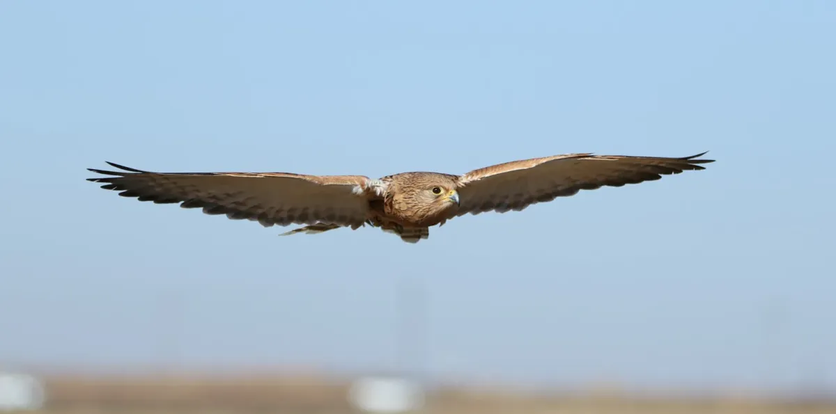 File:Greater kestrel, Falco rupicoloides, at Dullstroom Bird of Prey (48421657106).jpg