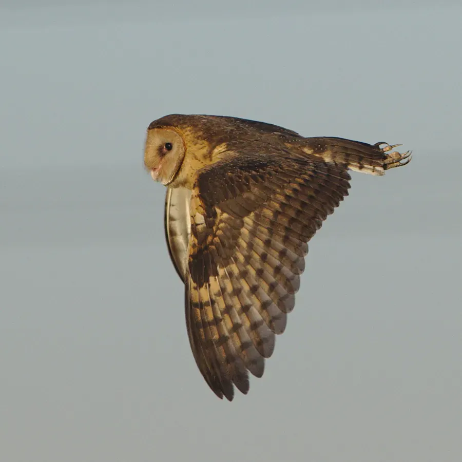 File:African grass owl, Tyto capensis, Gauteng, South Africa (48413289992).jpg