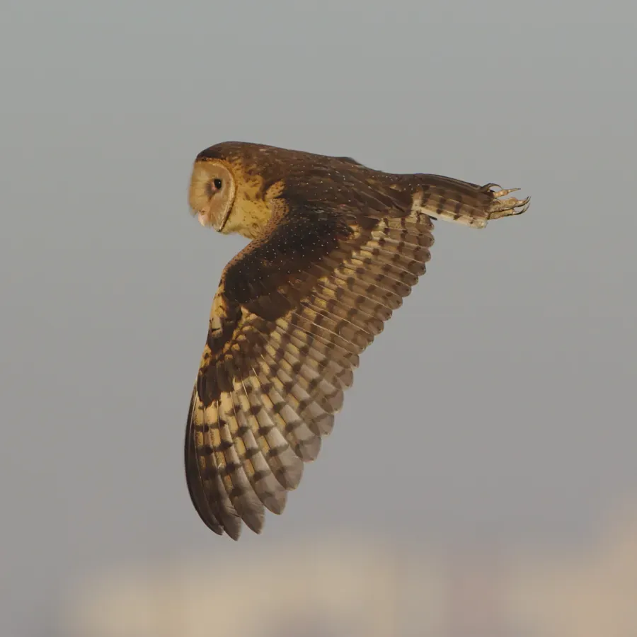 File:African grass owl, Tyto capensis, Gauteng, South Africa (48413144061).jpg