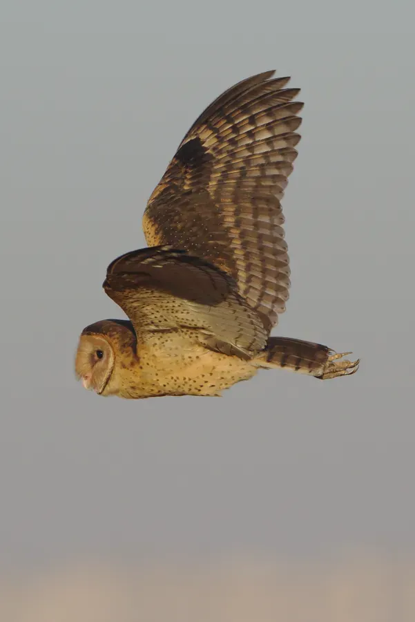 File:African grass owl, Tyto capensis, Gauteng, South Africa (48413290482).jpg