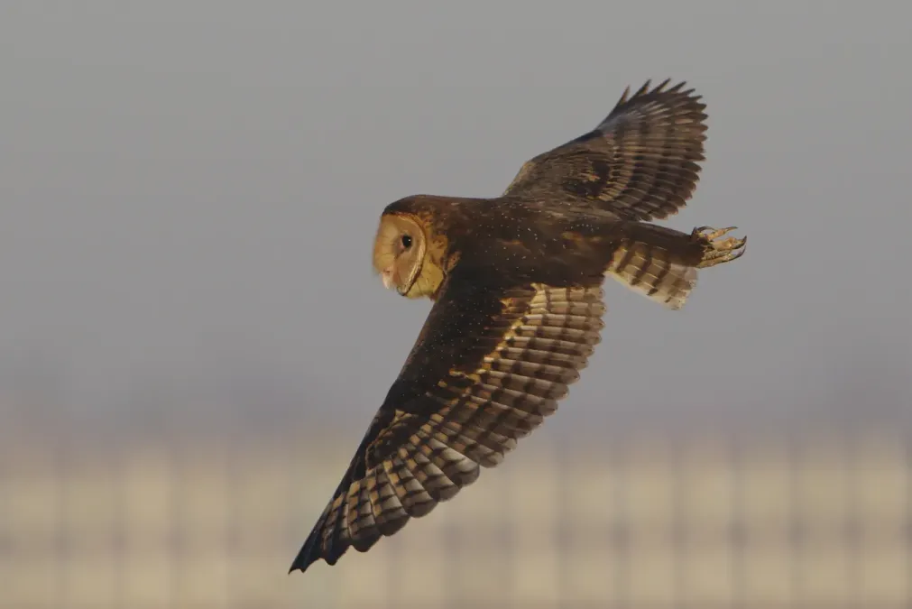 File:African grass owl, Tyto capensis, Gauteng, South Africa (48413144491).jpg