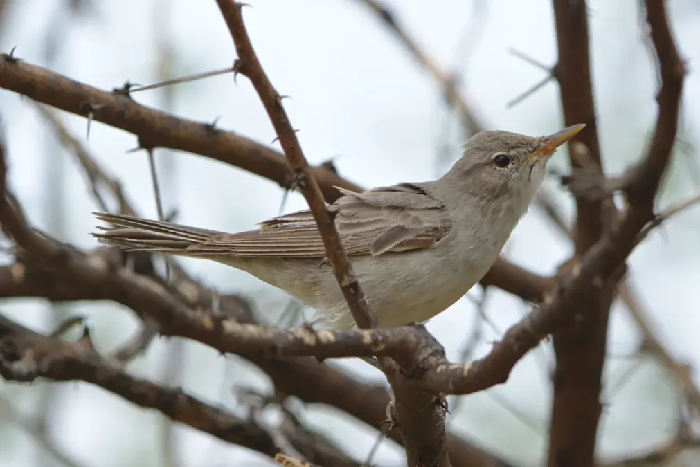 File:Olive-tree warbler, Hippolais olivetorum, at Mapungubwe National Park, Limpopo, South Africa. (46273356345).jpg