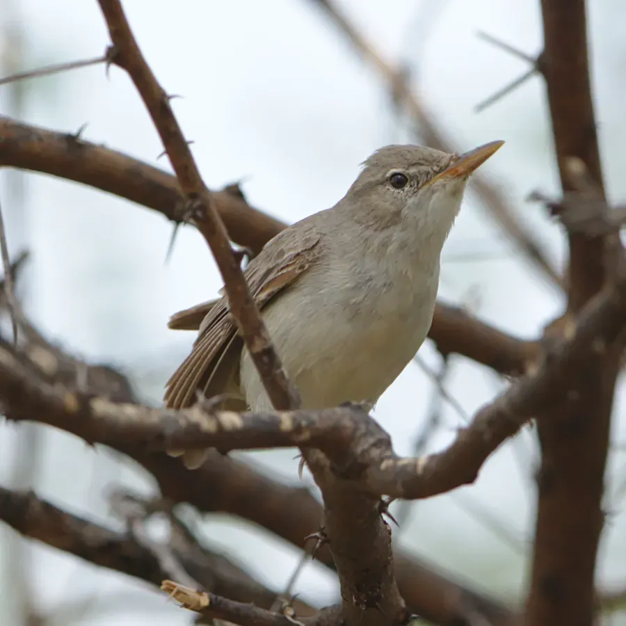 File:Olive-tree warbler, Hippolais olivetorum, at Mapungubwe National Park, Limpopo, South Africa. (46273355965).jpg