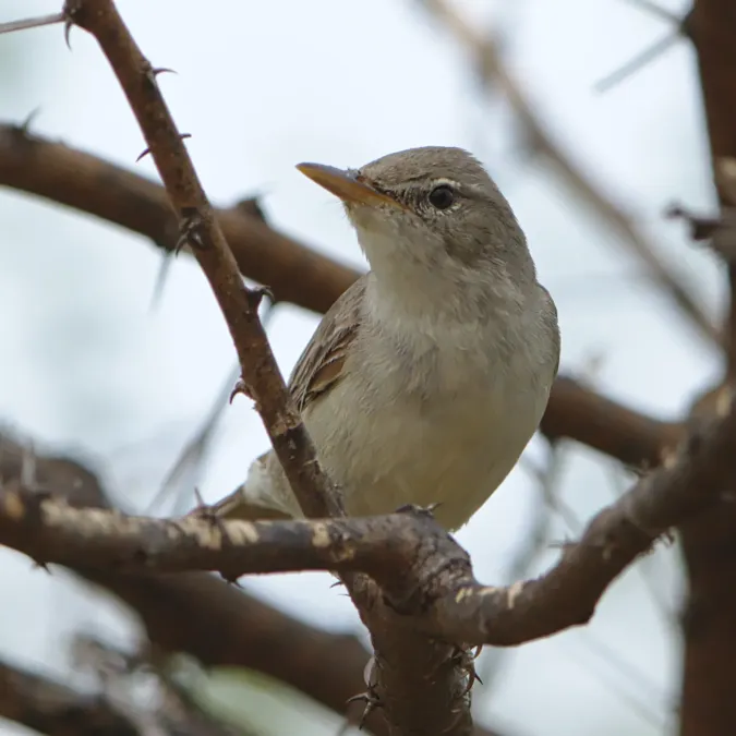 File:Olive-tree warbler, Hippolais olivetorum, at Mapungubwe National Park, Limpopo, South Africa. (46273356065).jpg