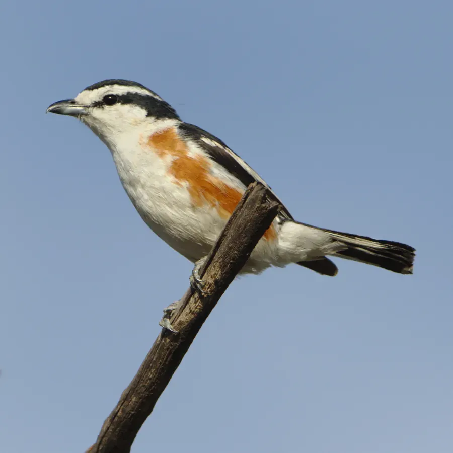 File:Brubru, Nilaus afer, at Marakele National Park, Limpopo, South Africa (39838185503).jpg